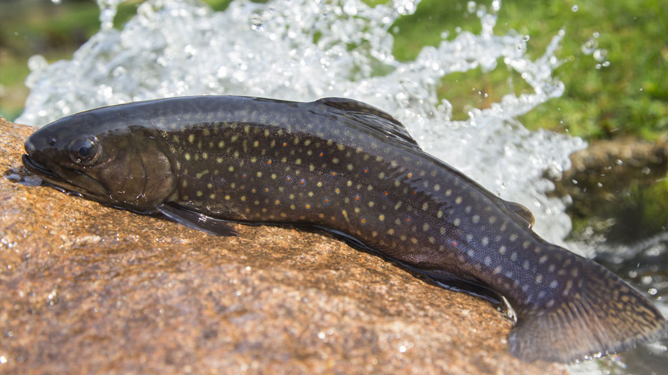  Pisciculture à Bugeat, près de Meymac, en Haute-Corrèze (19)