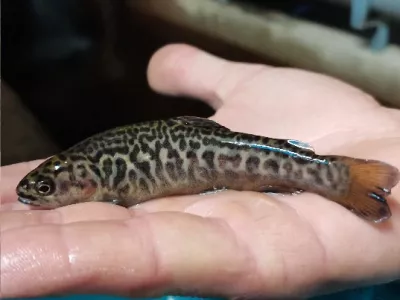 Photo de la Pisciculture